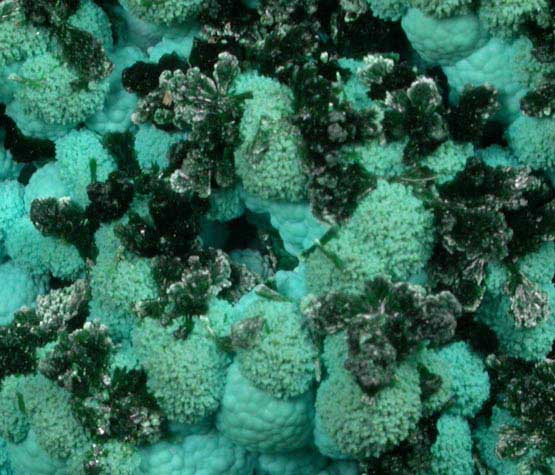 Malachite on Chrysocolla from Kolwezi Mining District, 240 km WNW of Lubumbashi, Katanga Copperbelt, Lualaba Province, Democratic Republic of the Congo