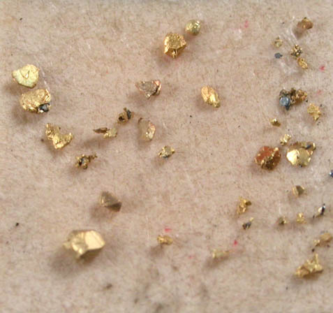 Gold crystals in micromount box from Ro?ia Montana (Vrspatak), Metaliferi Mountains, Transylvania, Romania