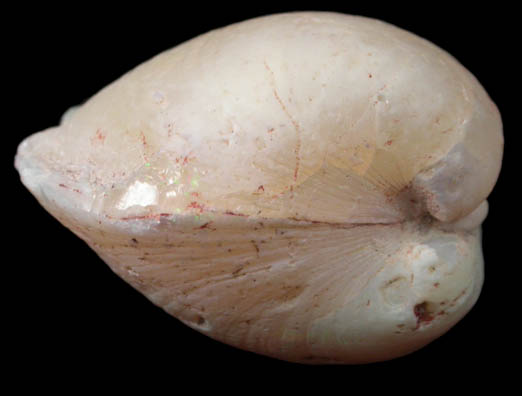 Opal pseudomorph after Clam (var. Opalized Clam) from Coober Pedy, South Australia, Australia