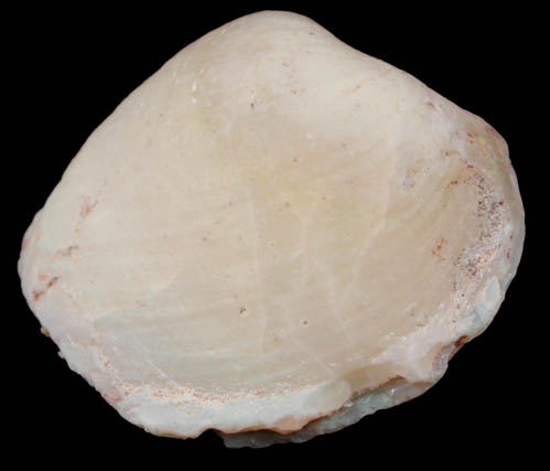 Opal pseudomorph after Clam (var. Opalized Clam) from Coober Pedy, South Australia, Australia
