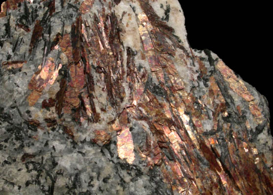 Astrophyllite from Khibiny Massif, Kola Peninsula, Murmanskaja Oblast', Northern Region, Russia