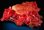 Crocoite from Adelaide Mine, Dundas, Tasmania, Australia