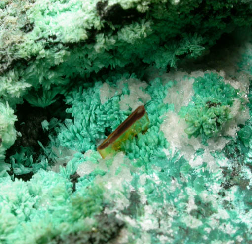 Wulfenite on Chrysocolla pseudomorphs after Hemimorphite from 79 Mine, Banner District, near Hayden, Gila County, Arizona