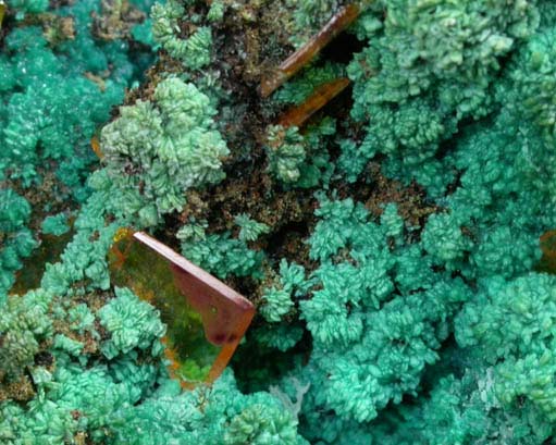 Wulfenite on Chrysocolla pseudomorphs after Hemimorphite from 79 Mine, Banner District, near Hayden, Gila County, Arizona