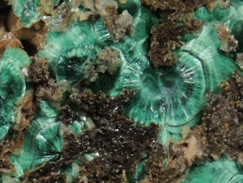 Cerussite on Malachite from Brown's Prospect, Rum Jungle, 61 km south of Darwin, Northern Territory, Australia