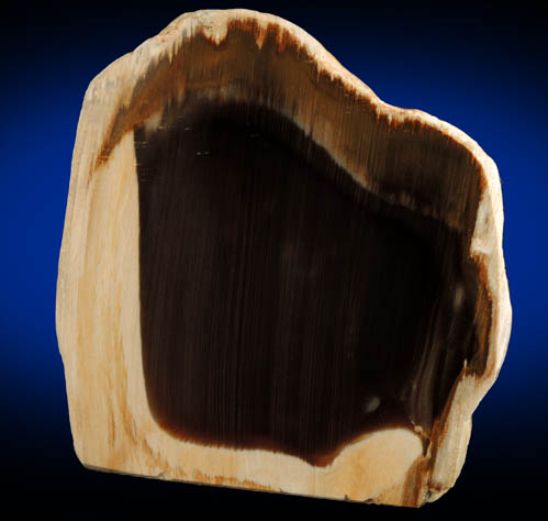 Petrified Cypress Wood (Silicified Wood) from Saddle Mountain, Grant County, Washington