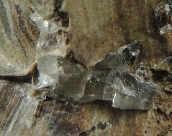 Shortite in shale from FMC Westvaco Mine, Green River Formation, west of Green River, Sweetwater County, Wyoming