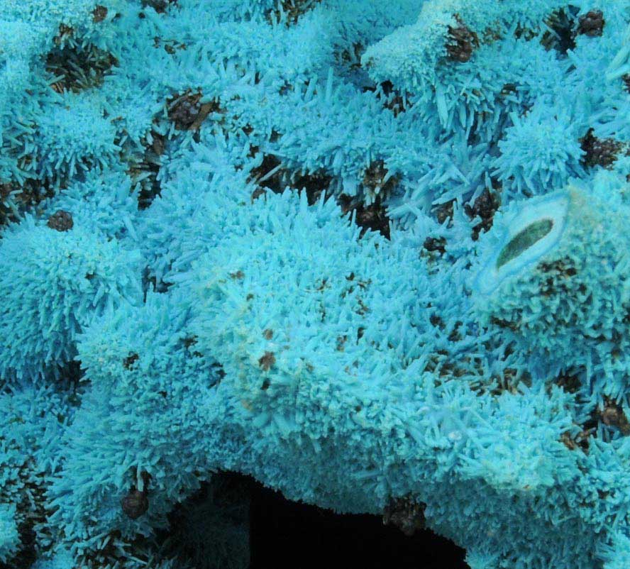 Chrysocolla over Malachite pseudomorphs after Azurite from Luputo Mine, Lubumbashi, Katanga Copperbelt, Haut-Katanga Province, Democratic Republic of the Congo