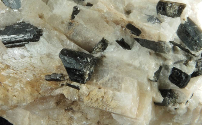 Fluoro-richterite (Fluororichterite) in Calcite from Wilberforce, Ontario, Canada