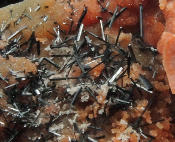 Groutite on Petrified Wood from Black Water Mine, Apache County, Arizona