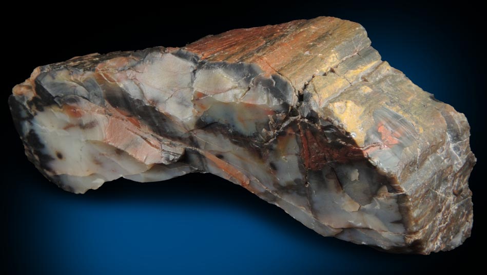 Quartz var. Silicified Wood (Petrified Wood) from Holbrook, Navajo County, Arizona