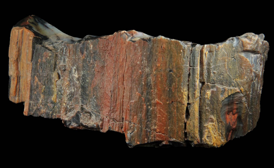 Quartz var. Silicified Wood (Petrified Wood) from Holbrook, Navajo County, Arizona