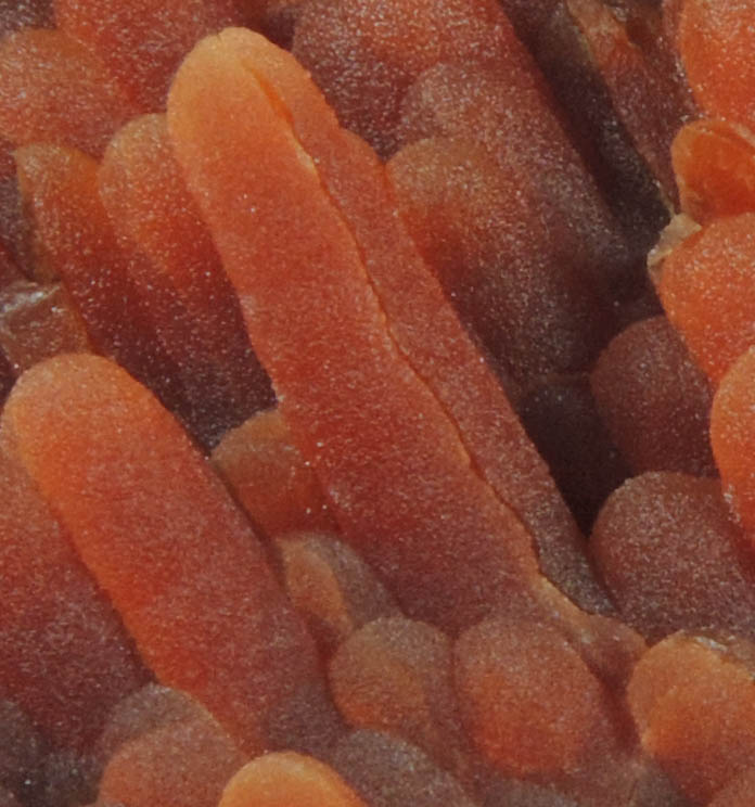 Calcite (stalactitic) from Bud Ehrle Locality, near Miles City, Carter County, Montana