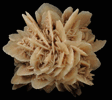 Gypsum var. Desert Rose from Ahumada Playa, Chihuahua, Mexico