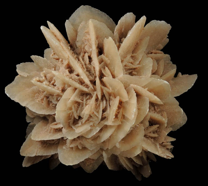 Gypsum var. Desert Rose from Ahumada Playa, Chihuahua, Mexico