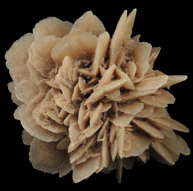 Gypsum var. Desert Rose from Ahumada Playa, Chihuahua, Mexico