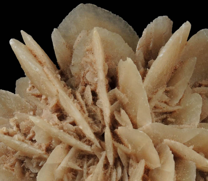 Gypsum var. Desert Rose from Ahumada Playa, Chihuahua, Mexico