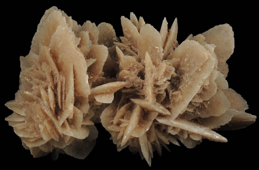 Gypsum var. Desert Rose from Ahumada Playa, Chihuahua, Mexico