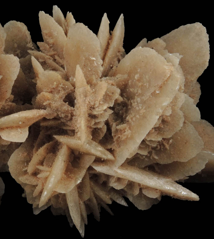 Gypsum var. Desert Rose from Ahumada Playa, Chihuahua, Mexico