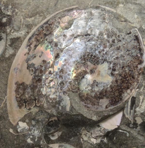 Fossilized Sphenodiscus from Fox Hills Formation, Pennington County, South Dakota