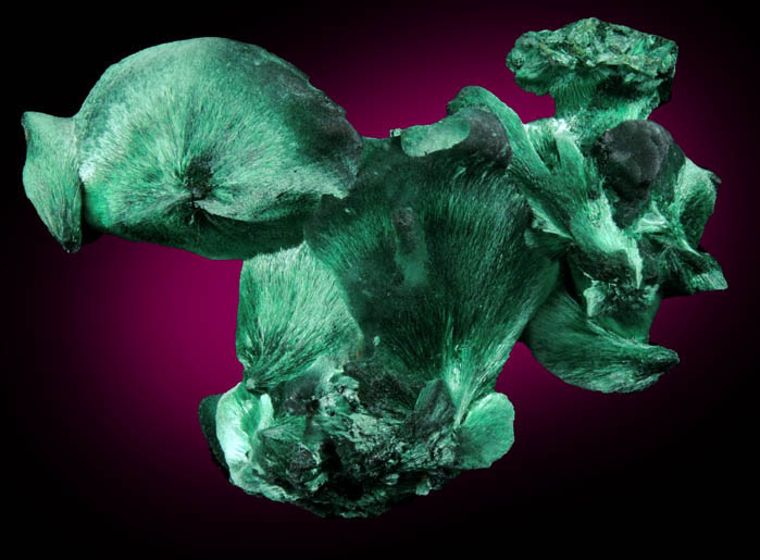 Malachite from L'Etoile du Congo Mine, Lubumbashi, Katanga Copperbelt, Haut-Katanga Province, Democratic Republic of the Congo