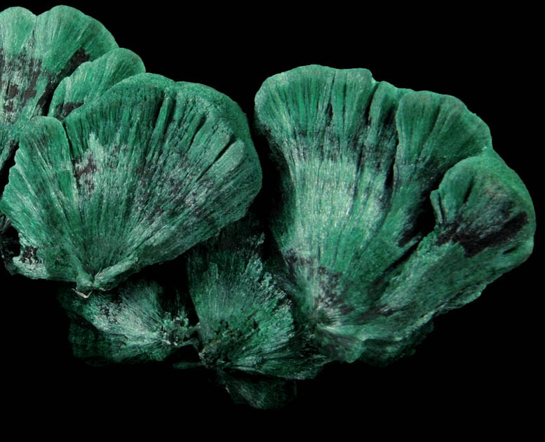 Malachite (velvet) from L'Etoile du Congo Mine, Lubumbashi, Katanga Copperbelt, Haut-Katanga Province, Democratic Republic of the Congo