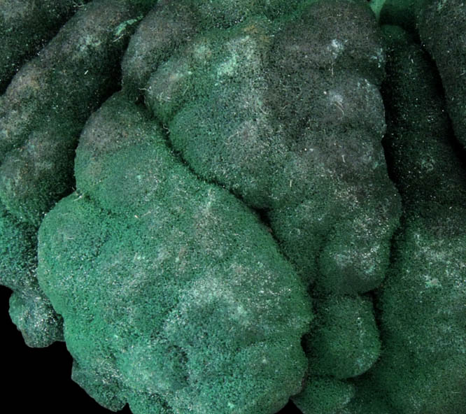 Malachite (velvet) from L'Etoile du Congo Mine, Lubumbashi, Katanga Copperbelt, Haut-Katanga Province, Democratic Republic of the Congo