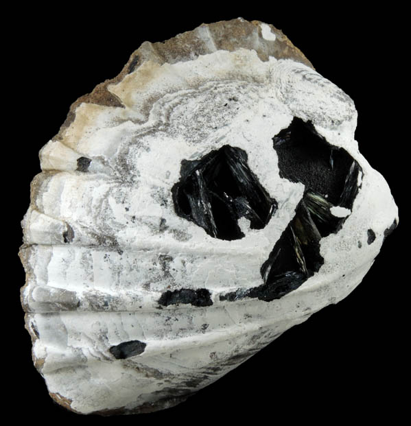Vivianite in fossilized Mollusk from Kerch Peninsula, Crimea Oblast', Ukraine