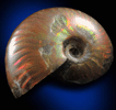 Ammonite (iridescent fossil) from Tuléar Province, Morocco