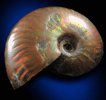 Ammonite (iridescent fossil) from Tular Province, Morocco