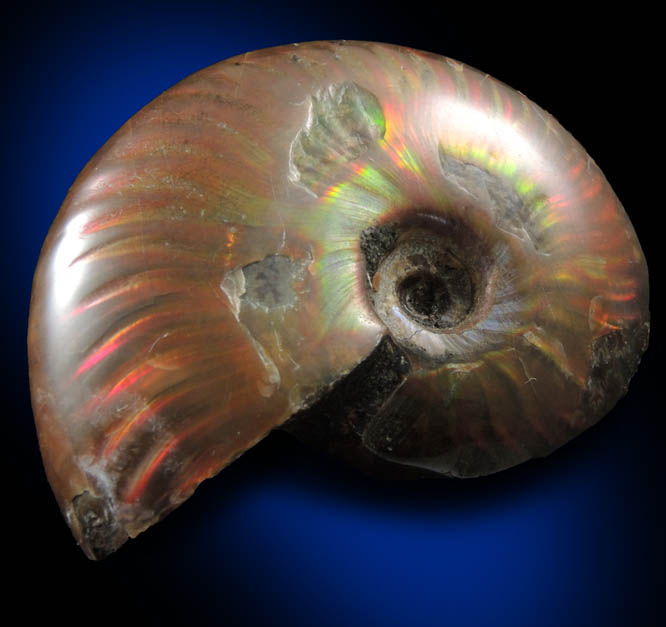 Ammonite (iridescent fossil) from Tular Province, Morocco