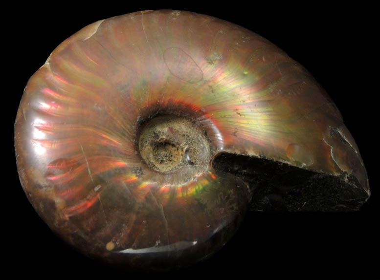 Ammonite (iridescent fossil) from Tular Province, Morocco