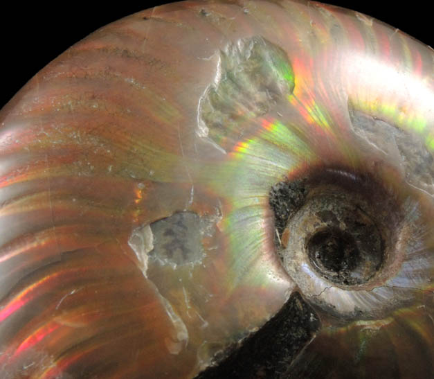 Ammonite (iridescent fossil) from Tular Province, Morocco