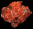 Crocoite from Dundas, Tasmania, Australia