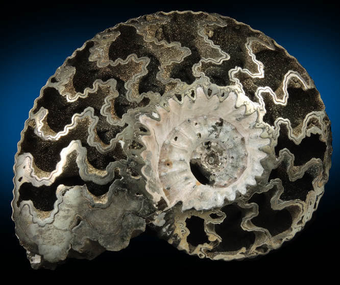 Pyrite pseudomorph after Ammonite (Pyritized Rhondiceras Ammonite) from Mikhaylov, Ryazanskaya Oblast', Russia