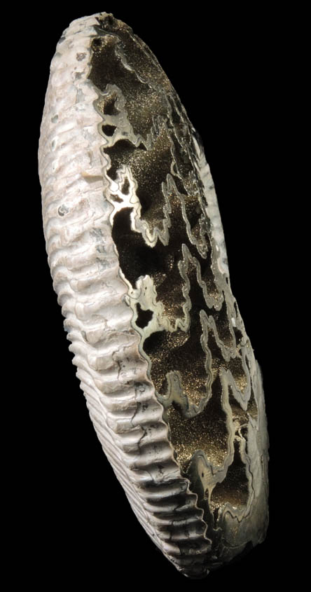 Pyrite pseudomorph after Ammonite (Pyritized Rhondiceras Ammonite) from Mikhaylov, Ryazanskaya Oblast', Russia