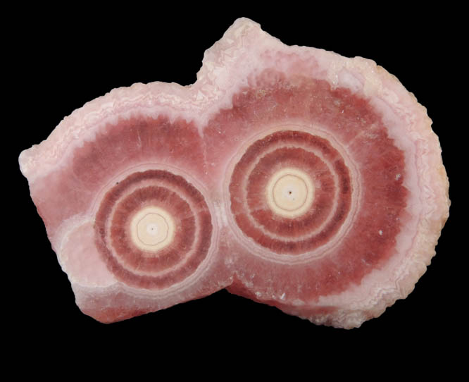 Rhodochrosite stalactite section from Capillitas Mine, Catamarca Province, Argentina