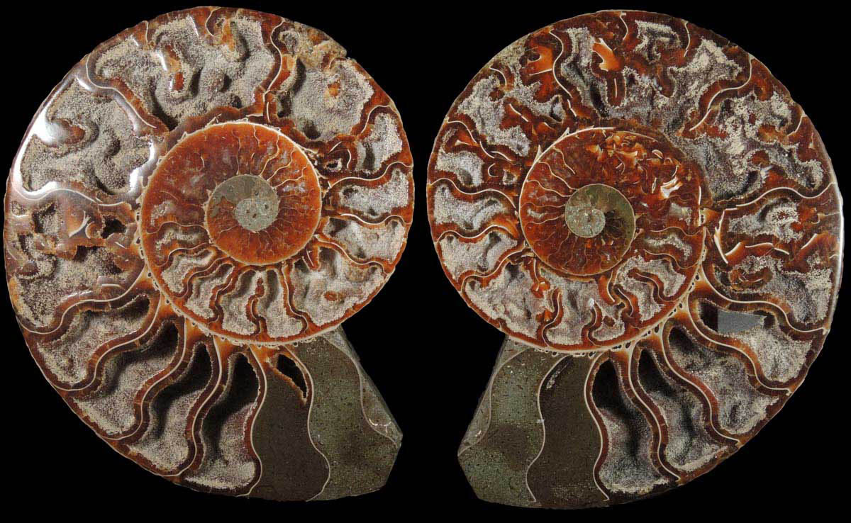 Fossilized Cleoniceras Ammonite (matched pair) from Cretaceous period, Tular, Madagascar