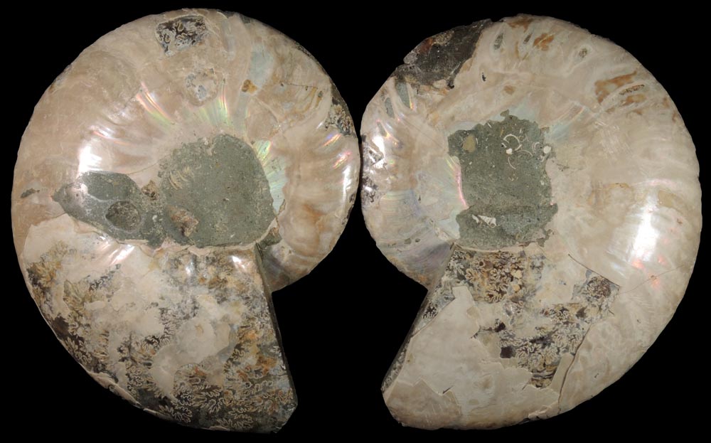 Fossilized Cleoniceras Ammonite (matched pair) from Cretaceous period, Tular, Madagascar