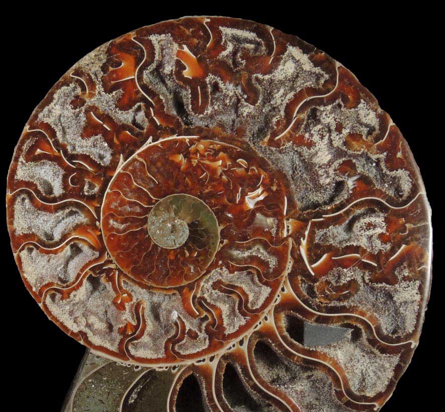 Fossilized Cleoniceras Ammonite (matched pair) from Cretaceous period, Tuléar, Madagascar