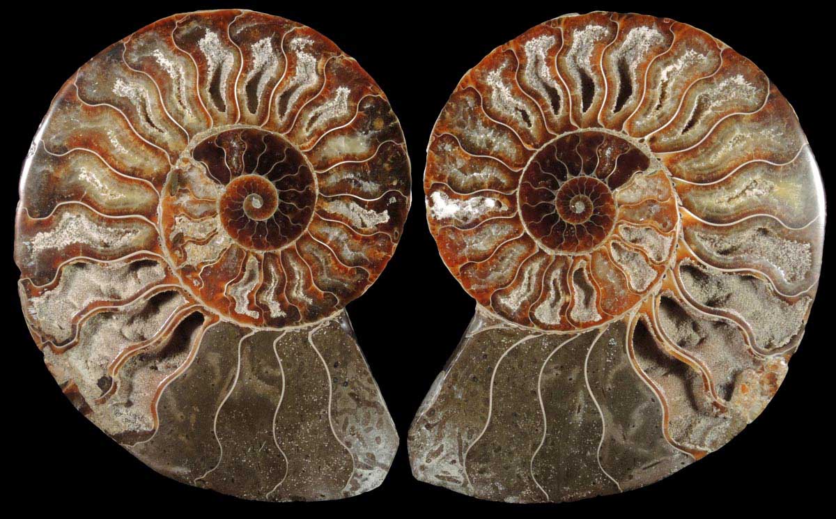 Fossilized Cleoniceras Ammonite (matched pair) from Cretaceous period, Tuléar, Madagascar