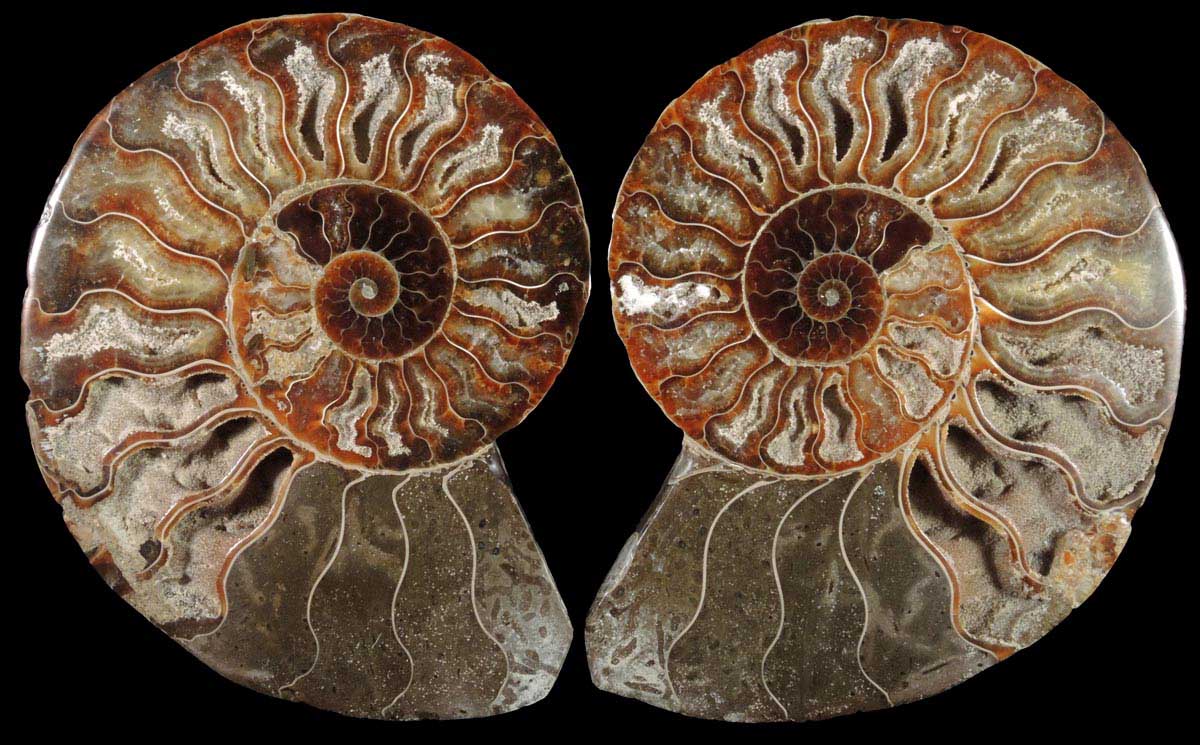 Fossilized Cleoniceras Ammonite (matched pair) from Cretaceous period, Tular, Madagascar