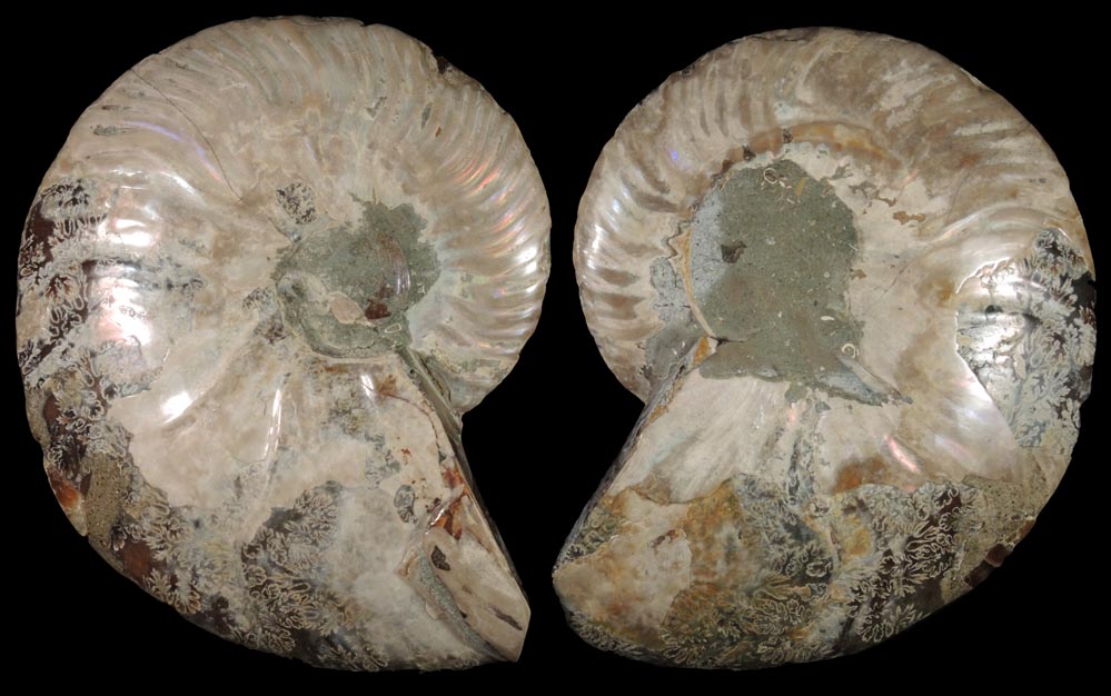 Fossilized Cleoniceras Ammonite (matched pair) from Cretaceous period, Tular, Madagascar