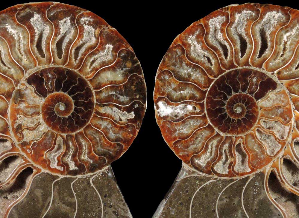 Fossilized Cleoniceras Ammonite (matched pair) from Cretaceous period, Tular, Madagascar