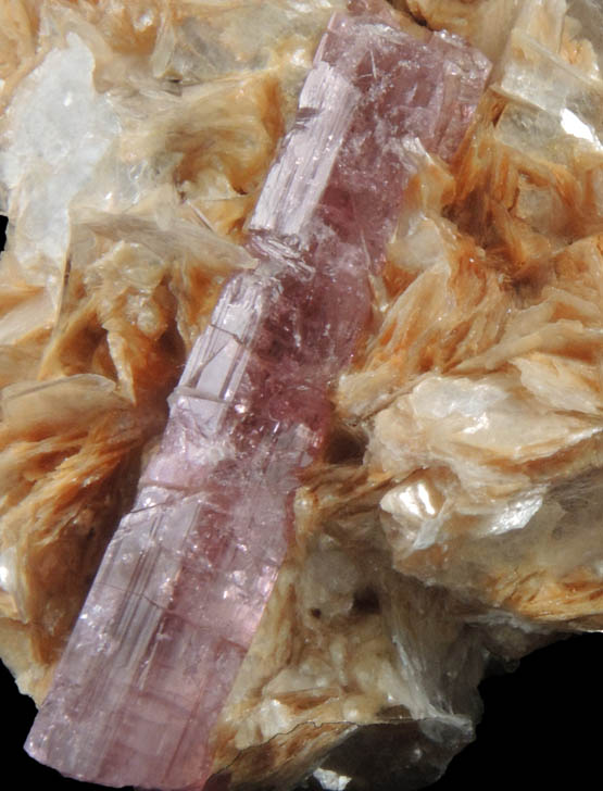 Elbaite var. Rubellite Tourmaline on Muscovite from Minas Gerais, Brazil