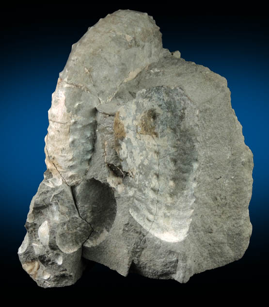 Fossilized Hoploscaphites Nebrascensis from Fox Hills Formation, Pennington County, South Dakota