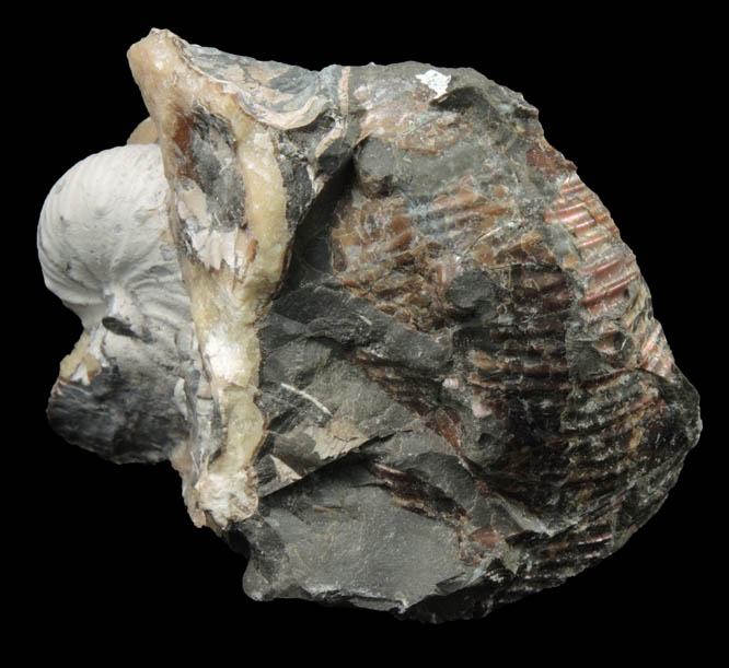 Fossilized Hoploscaphites Nodosus from Pierre Formation, Dawson County, South Dakota