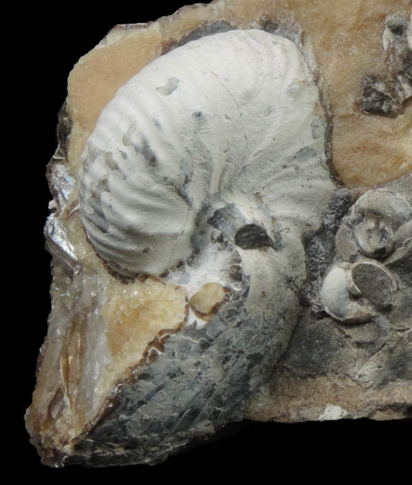 Fossilized Hoploscaphites Nodosus from Pierre Formation, Dawson County, South Dakota