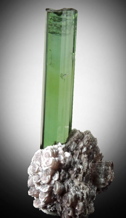 Elbaite Tourmaline on Lepidolite from Minas Gerais, Brazil