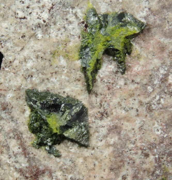 Volborthite from Milpillas Mine, Cuitaca, Sonora, Mexico